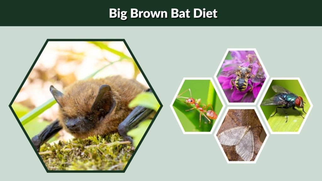 Big Brown Bat Diet