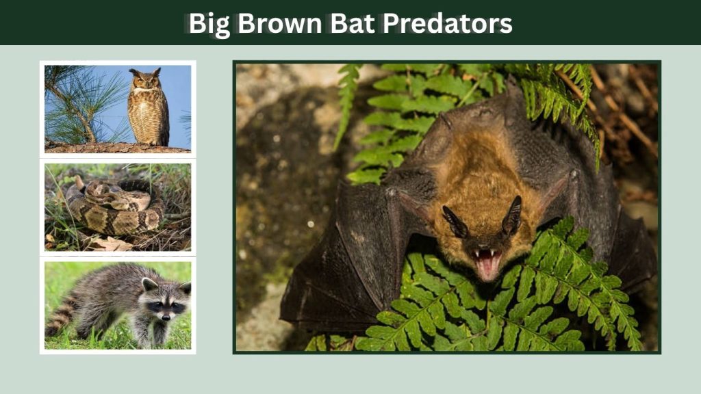 Big Brown Bat Predators