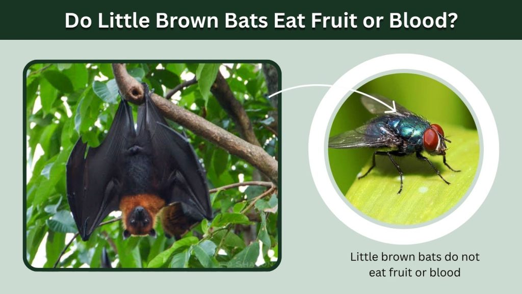 Do Little Brown Bats Eat Fruit or Blood?
