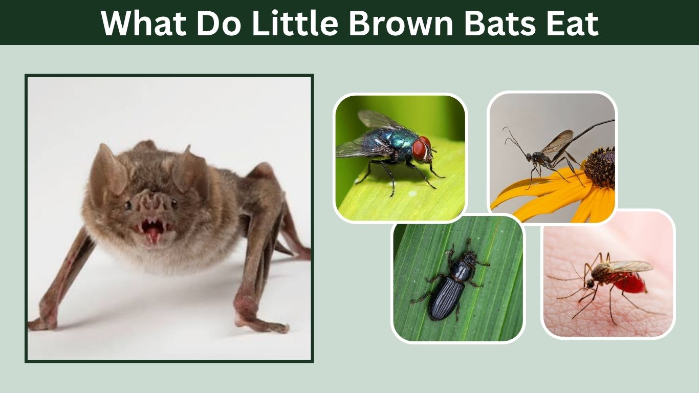 What Do Little Brown Bats Eat? 10 Common Foods