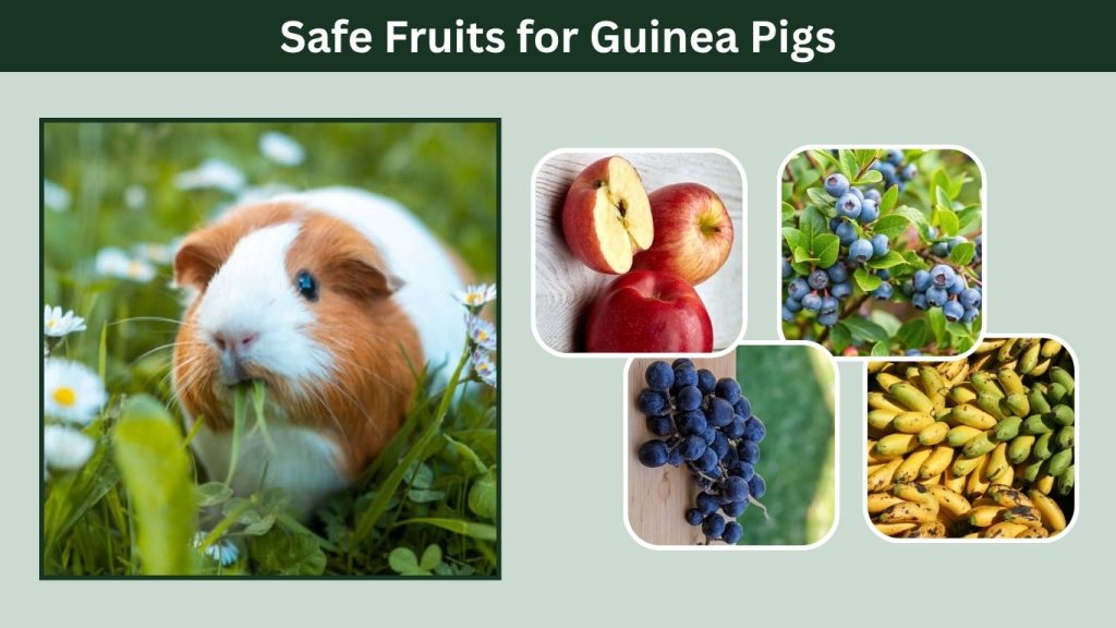 Safe Fruits for Guinea Pigs
