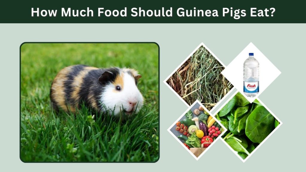 How Much Food Should Guinea Pigs Eat?