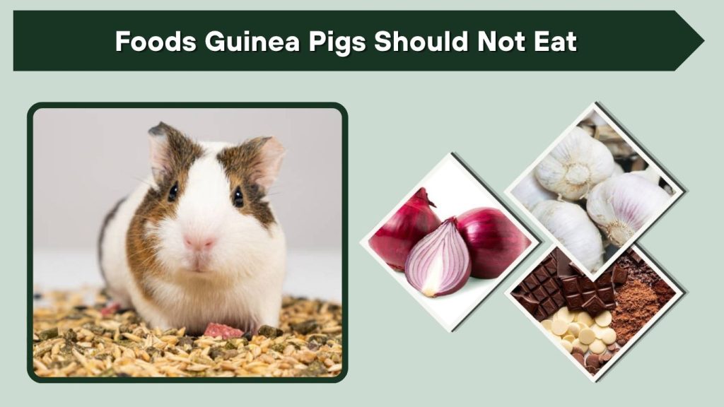 Foods Guinea Pigs Should Not Eat