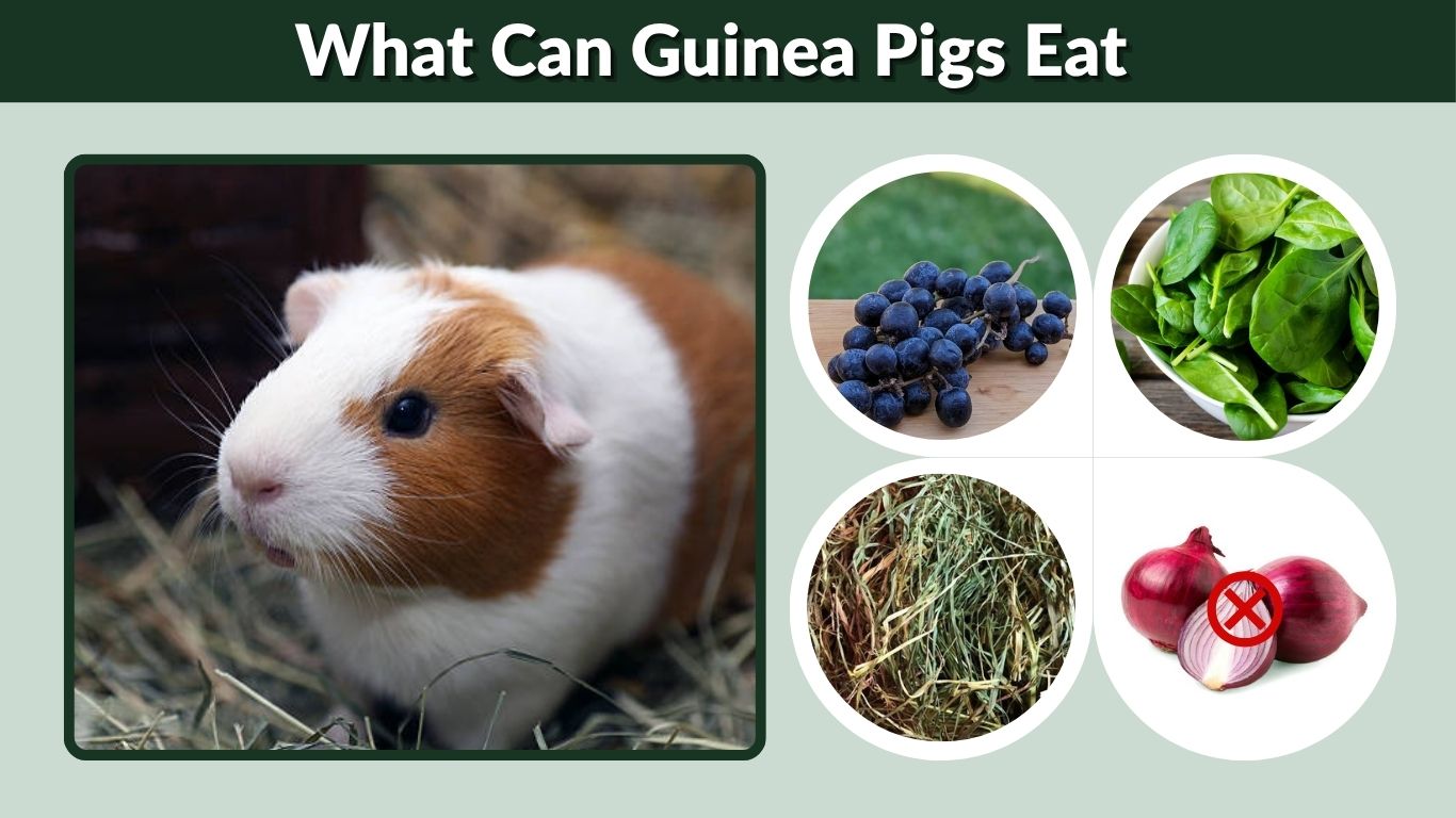 What Can Guinea Pigs Eat? Safe Food List and Feeding Guide