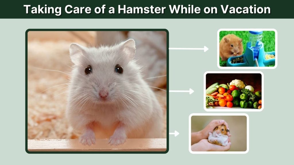 Taking Care of a Hamster While on Vacation