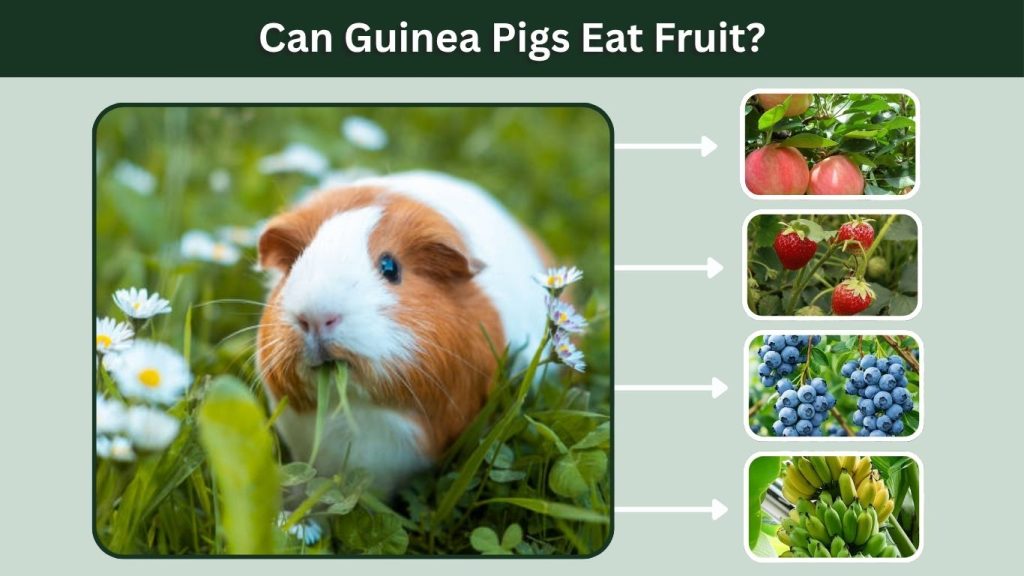 Can Guinea Pigs Eat Fruit?