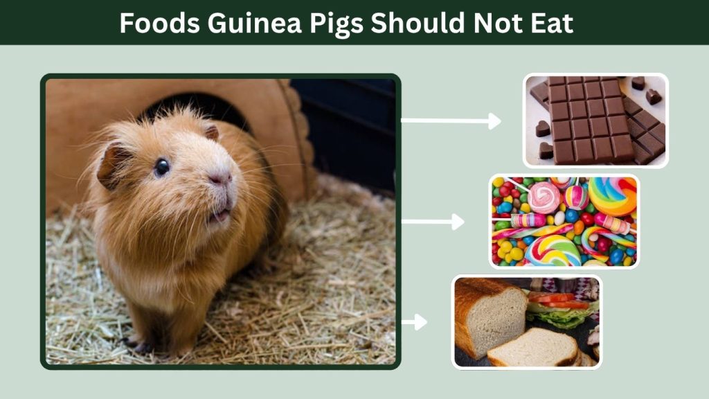 Foods Guinea Pigs Should Not Eat