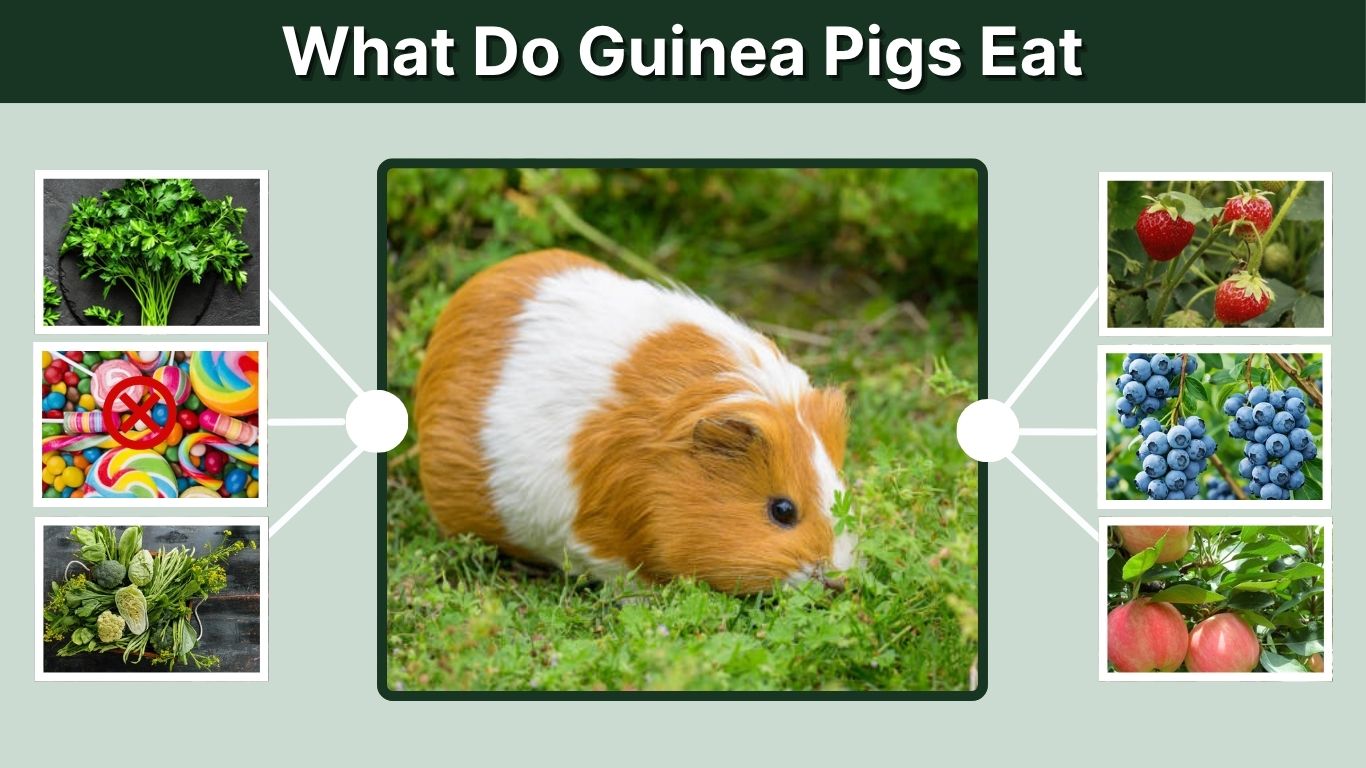 What Do Guinea Pigs Eat? Safe Food and Diet Guide