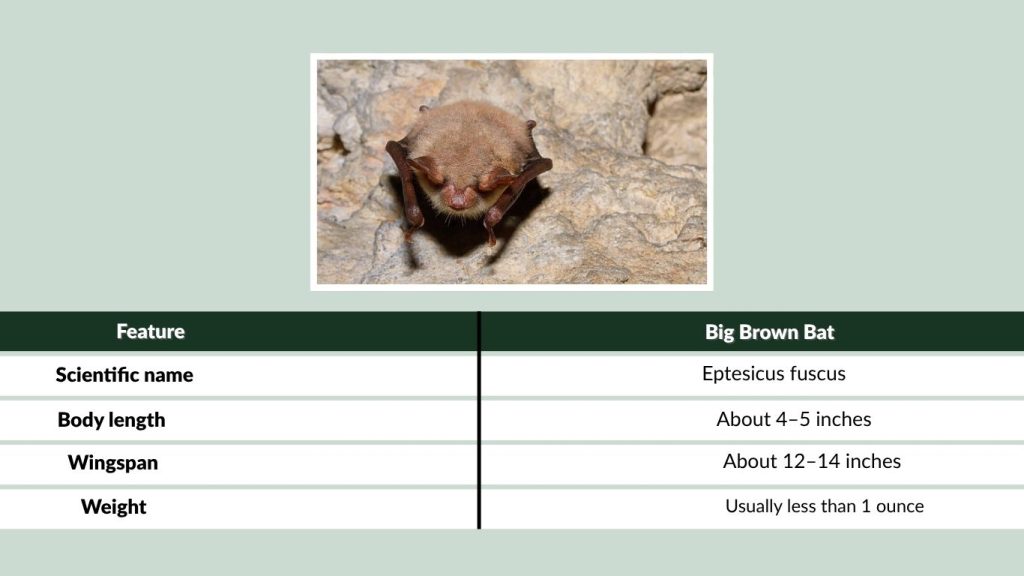 Big Brown Bat Size