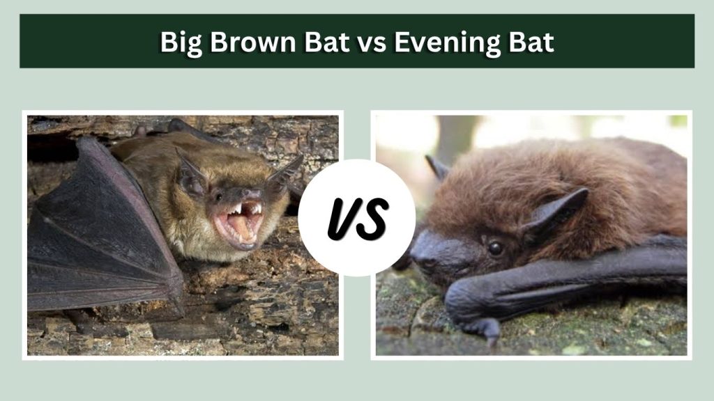 Big Brown Bat vs Evening Bat