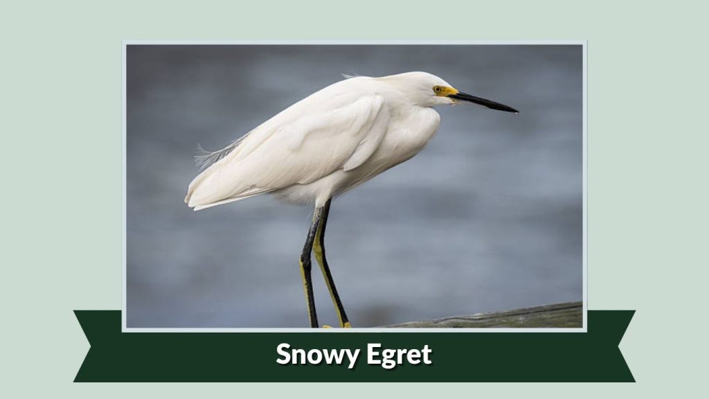 Snowy Egret