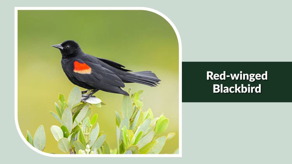Red-winged Blackbird