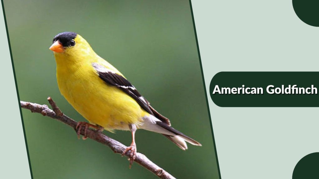 American Goldfinch