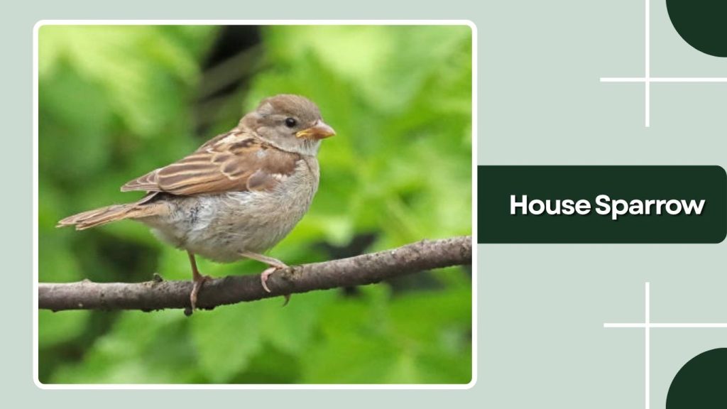 House Sparrow