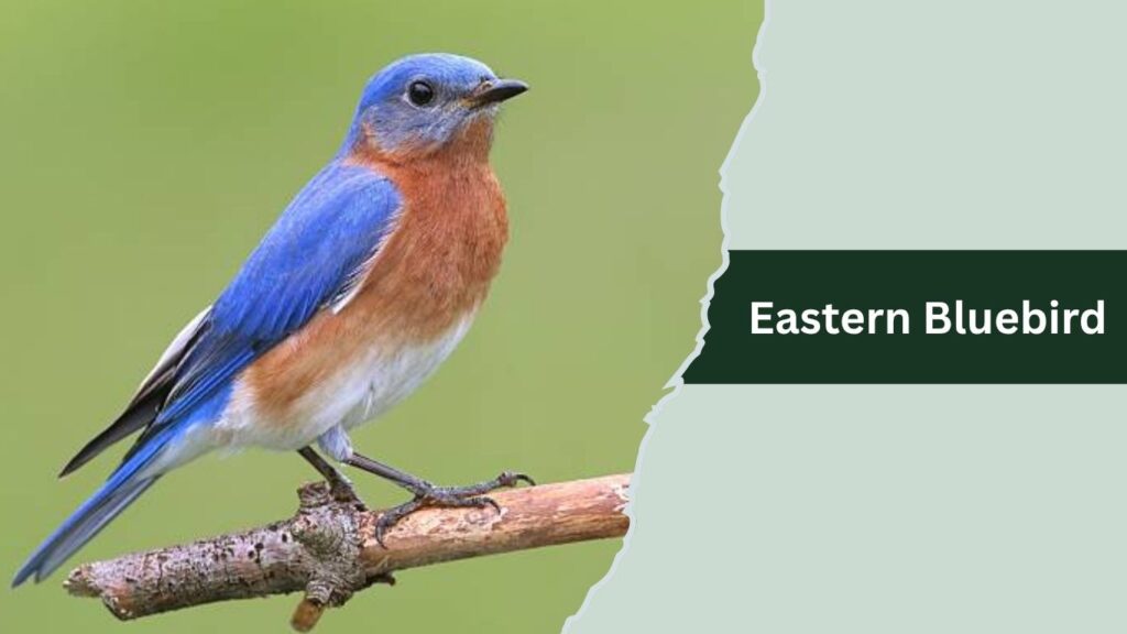 Eastern Bluebird