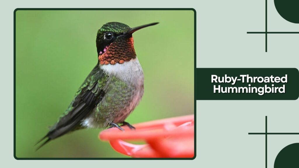 Ruby-Throated Hummingbird