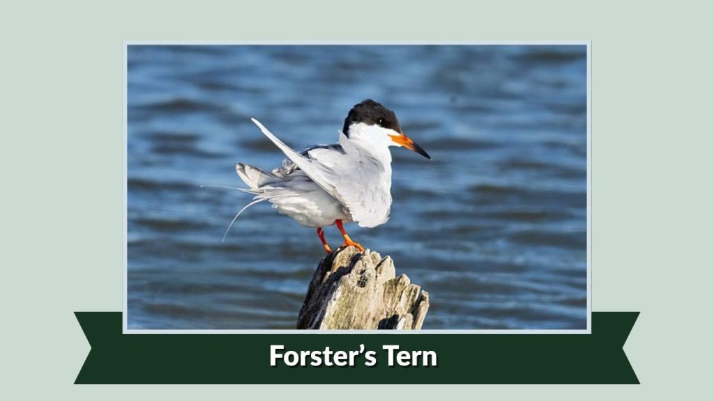 Forster’s Tern