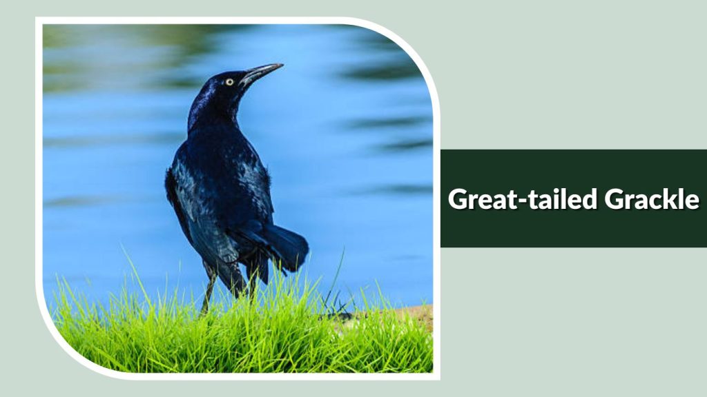 Great-tailed Grackle