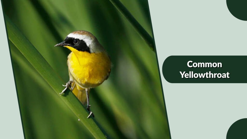 Common Yellowthroat