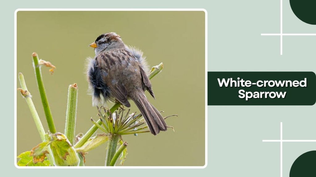 White-crowned Sparrow