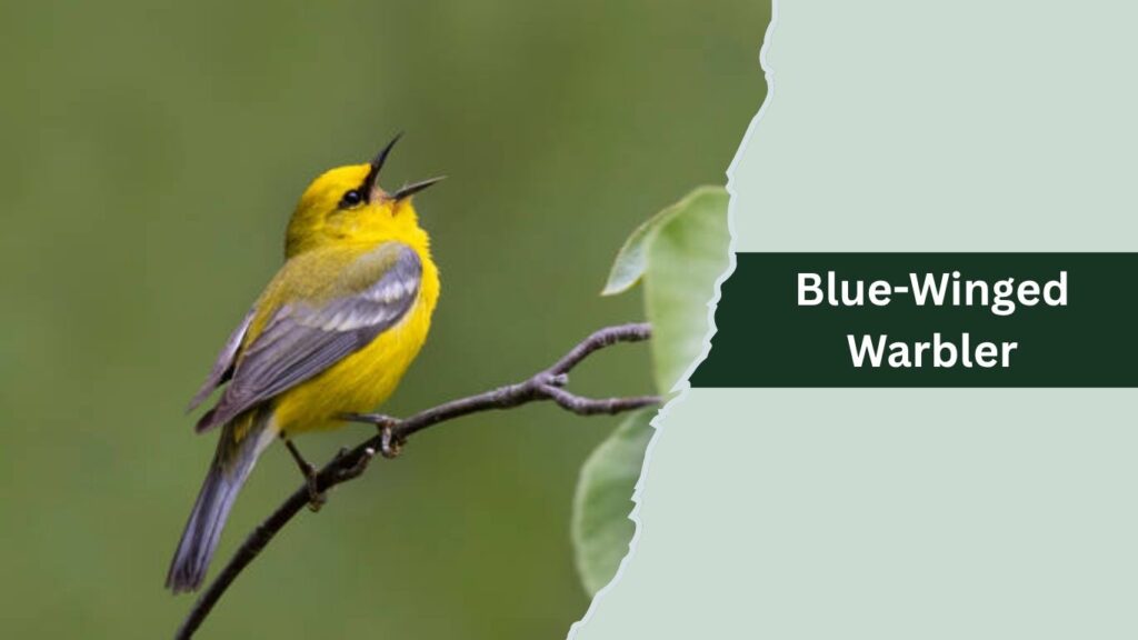 Blue-Winged Warbler