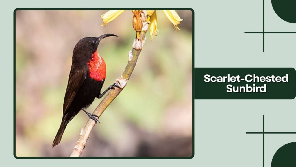  Scarlet-Chested Sunbird