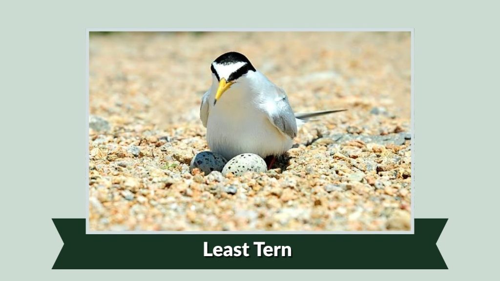 Least Tern