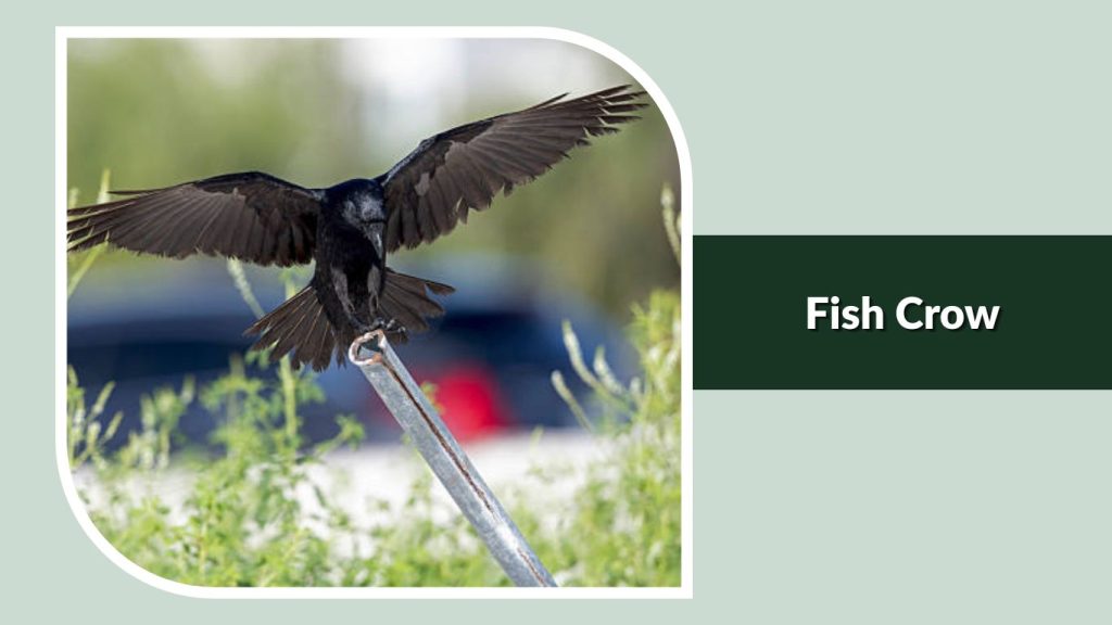 Fish Crow
