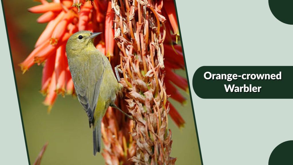 Orange-crowned Warbler