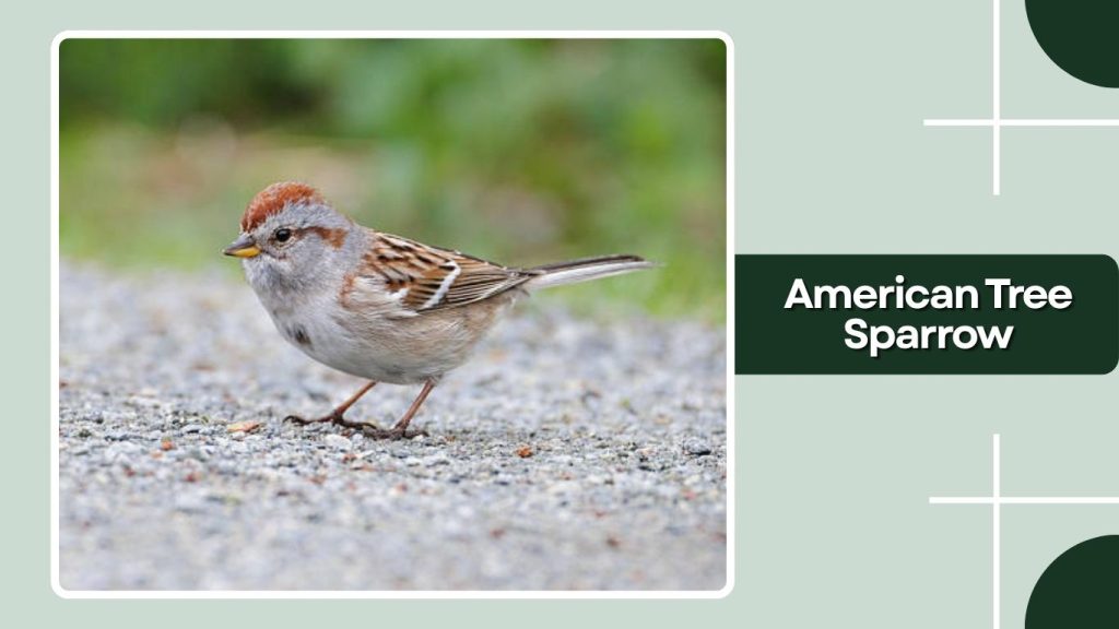 American Tree Sparrow