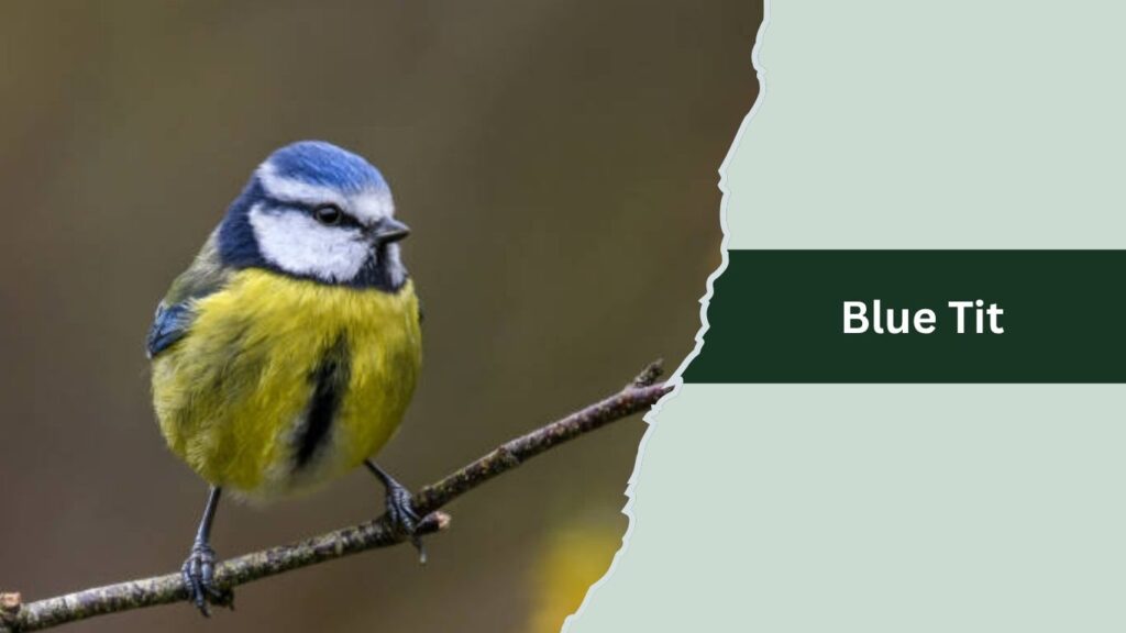 Blue Tit