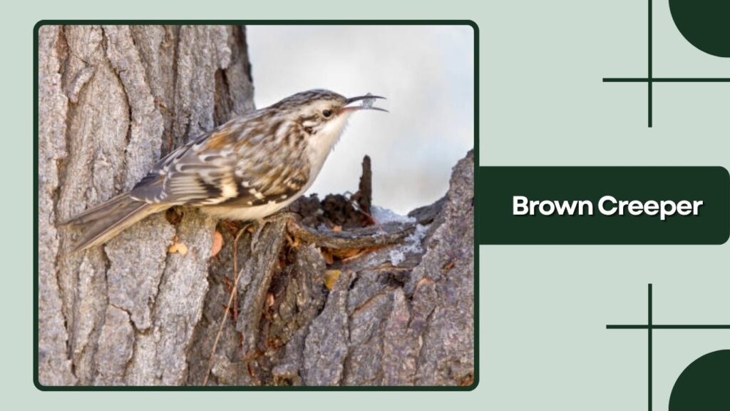 Brown Creeper
