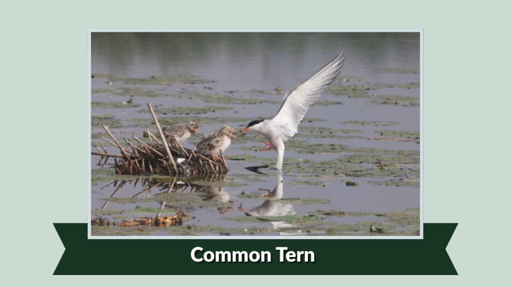 Common Tern