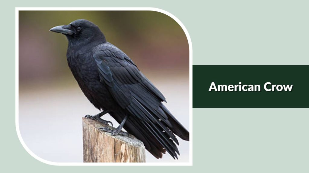 American Crow