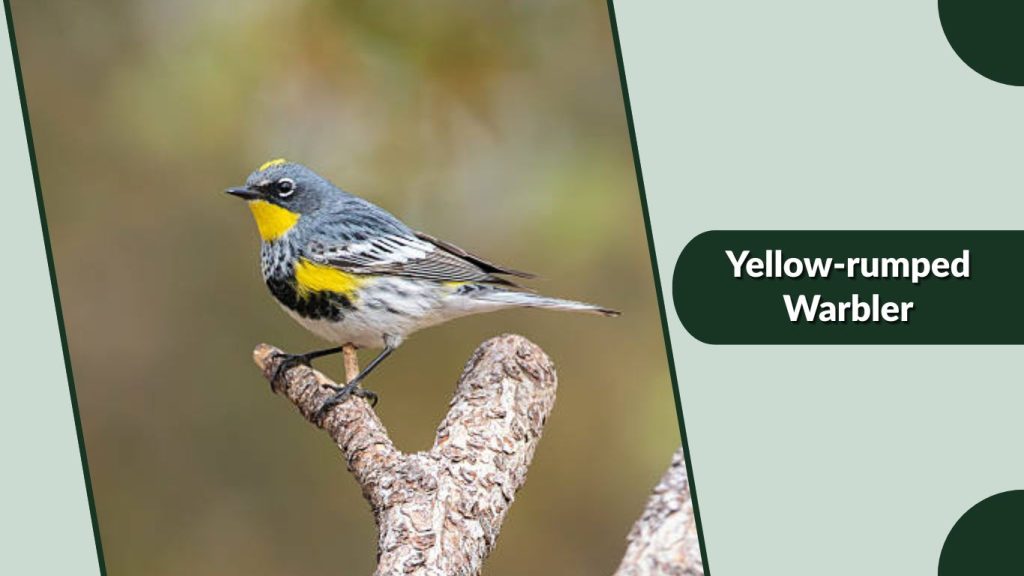 Yellow-rumped Warbler