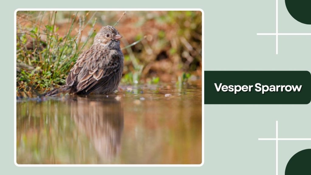 Vesper Sparrow