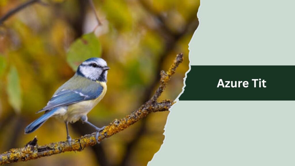 Azure Tit