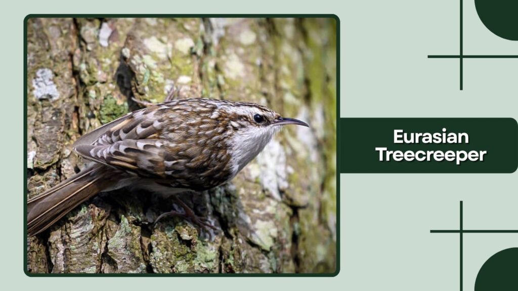Eurasian Treecreeper