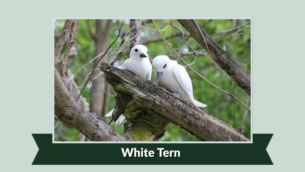  White Tern