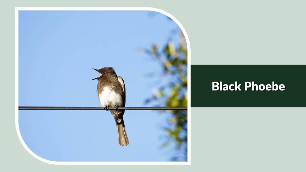 Black Phoebe