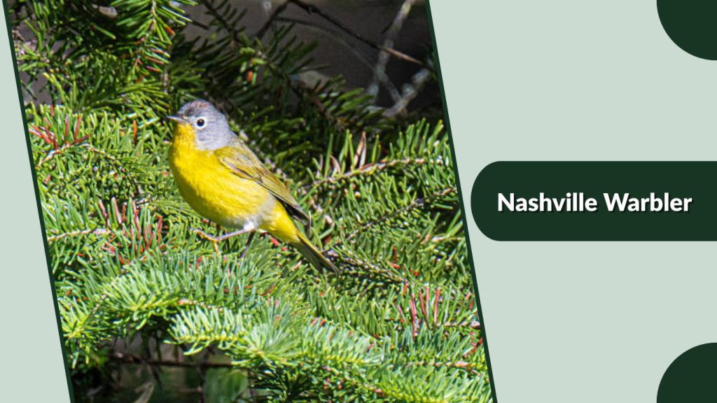 Nashville Warbler