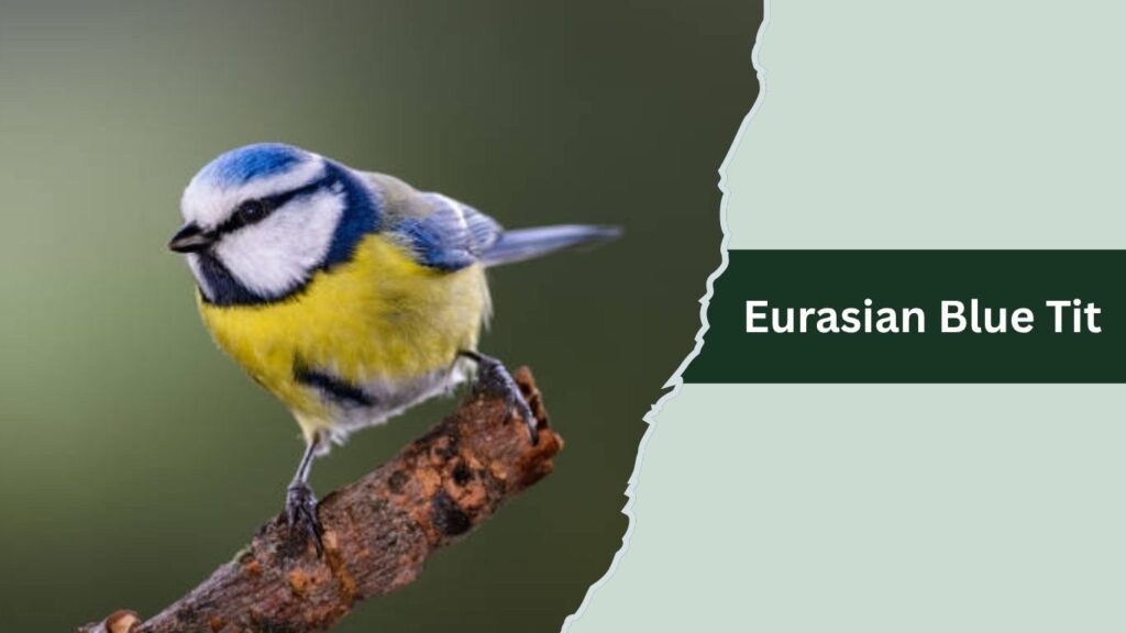 Eurasian Blue Tit
