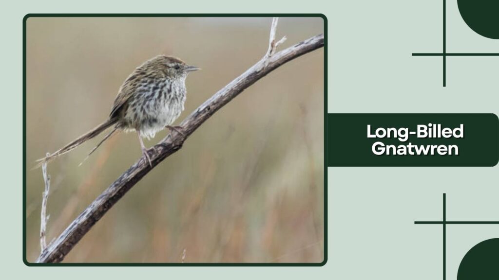  Long-Billed Gnatwren