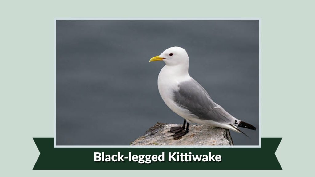 Black-legged Kittiwake