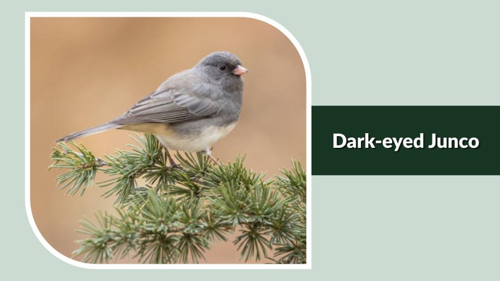 Dark-eyed Junco