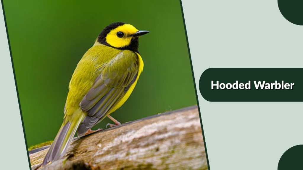 Hooded Warbler
