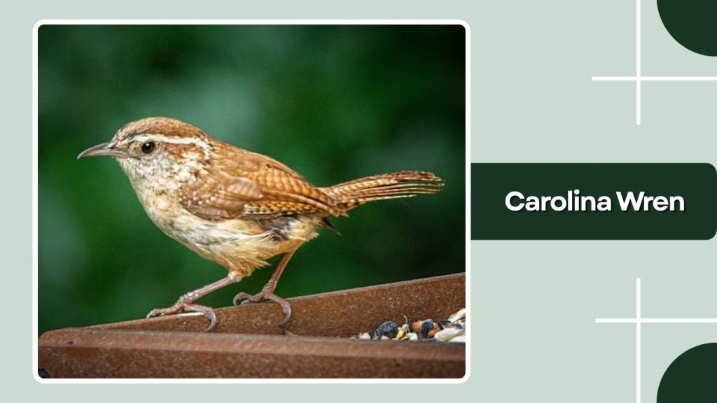 Carolina Wren