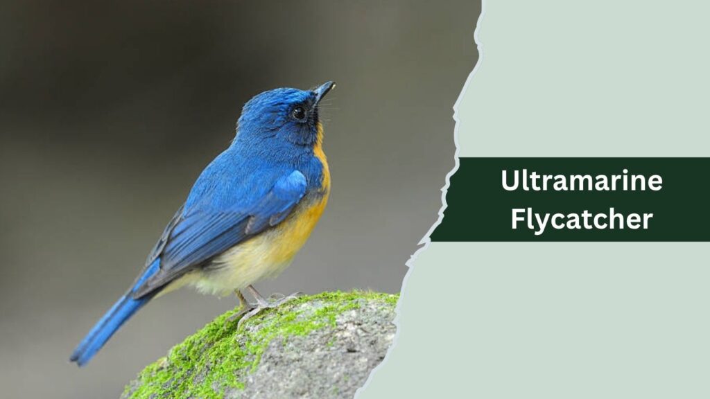 Ultramarine Flycatcher