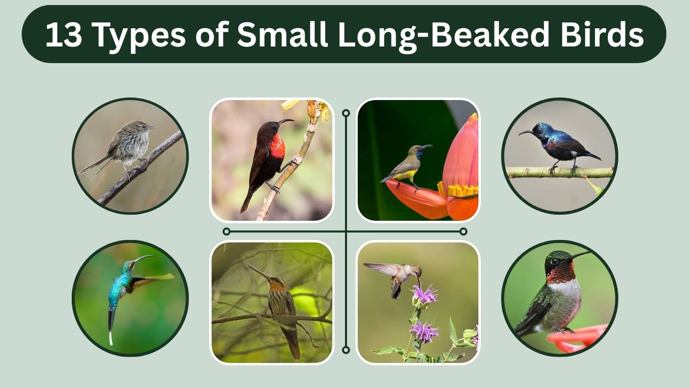 13 Types of Small Long-Beaked Birds: Identification with Pictures