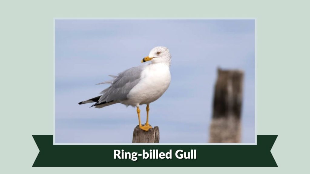 Ring-billed Gull